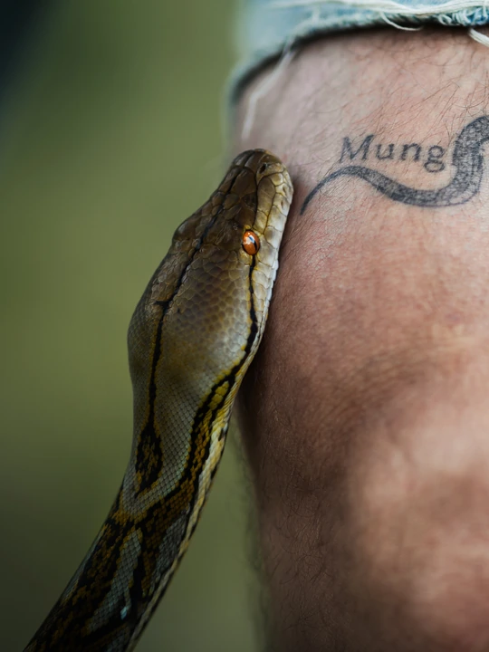 Chameleon na ruce